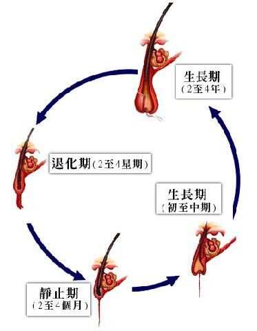 四个月头发能长几厘米，探究头发生长周期与影响因素