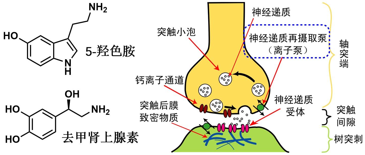 五个月的宝宝一天应该吃几次奶？新手爸妈必知的哺乳指南