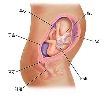 八个月的胎儿发育标准