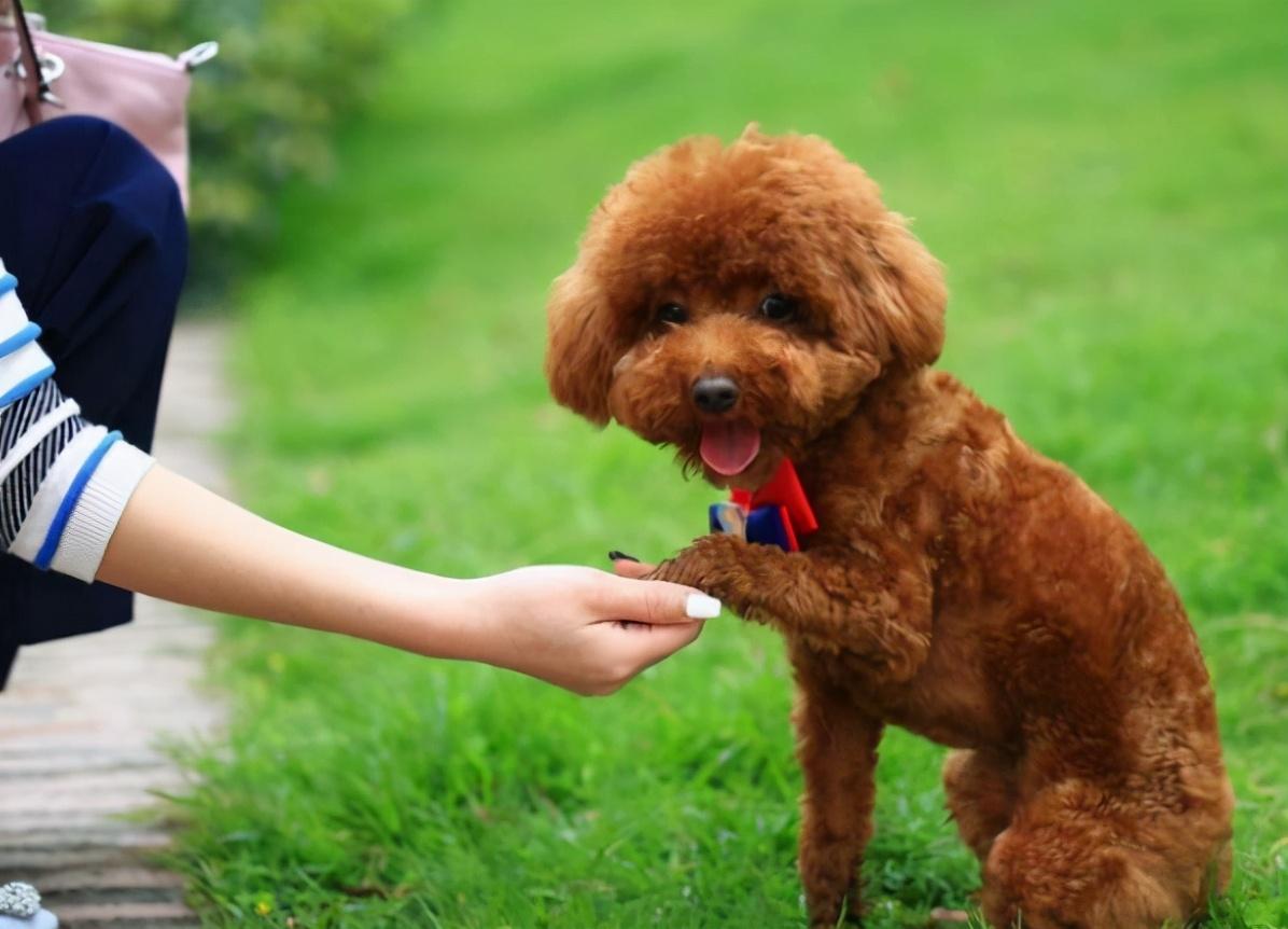 五个月泰迪犬的饮食管理，狗粮摄取量详解