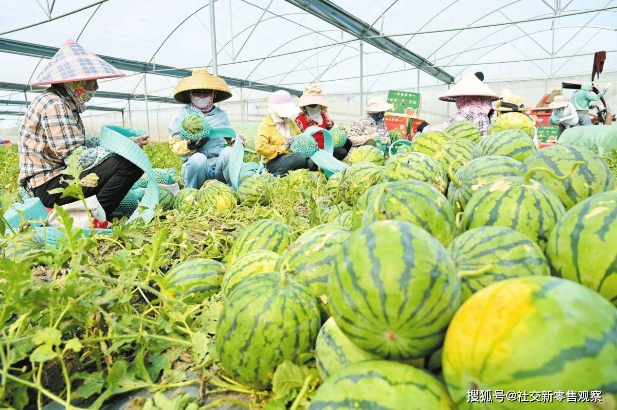 江苏苏州西瓜科技，引领农业创新，繁荣地方经济