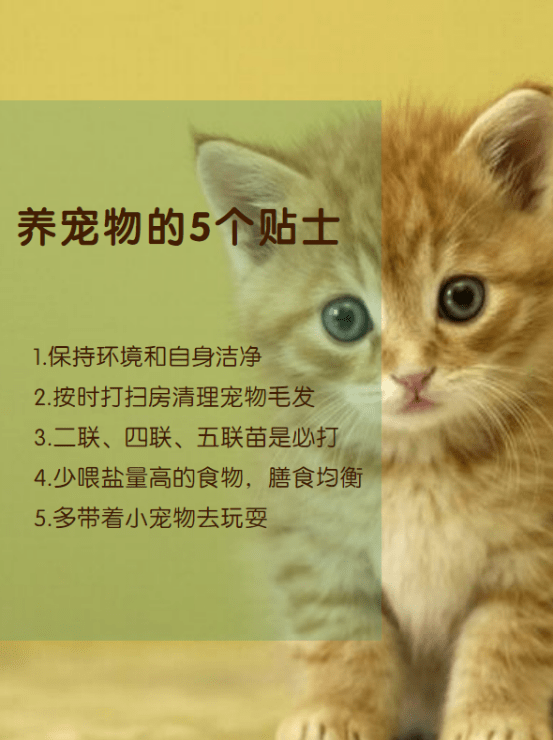 养一个月的猫，新手养猫指南