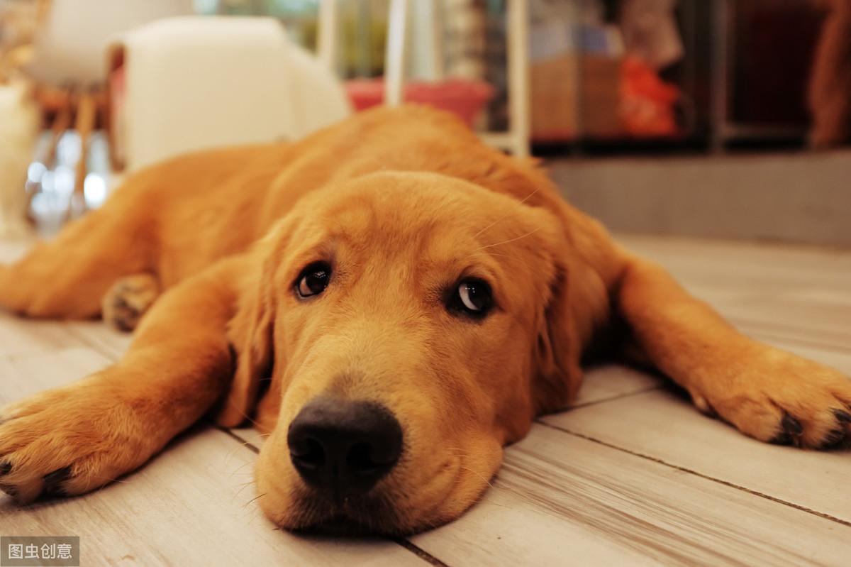 两个月大的金毛犬的饮食管理与狗粮需求