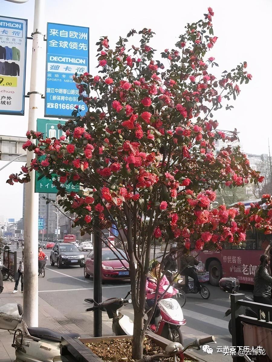 江苏菜芙蓉科技，传统美食与现代科技的完美结合