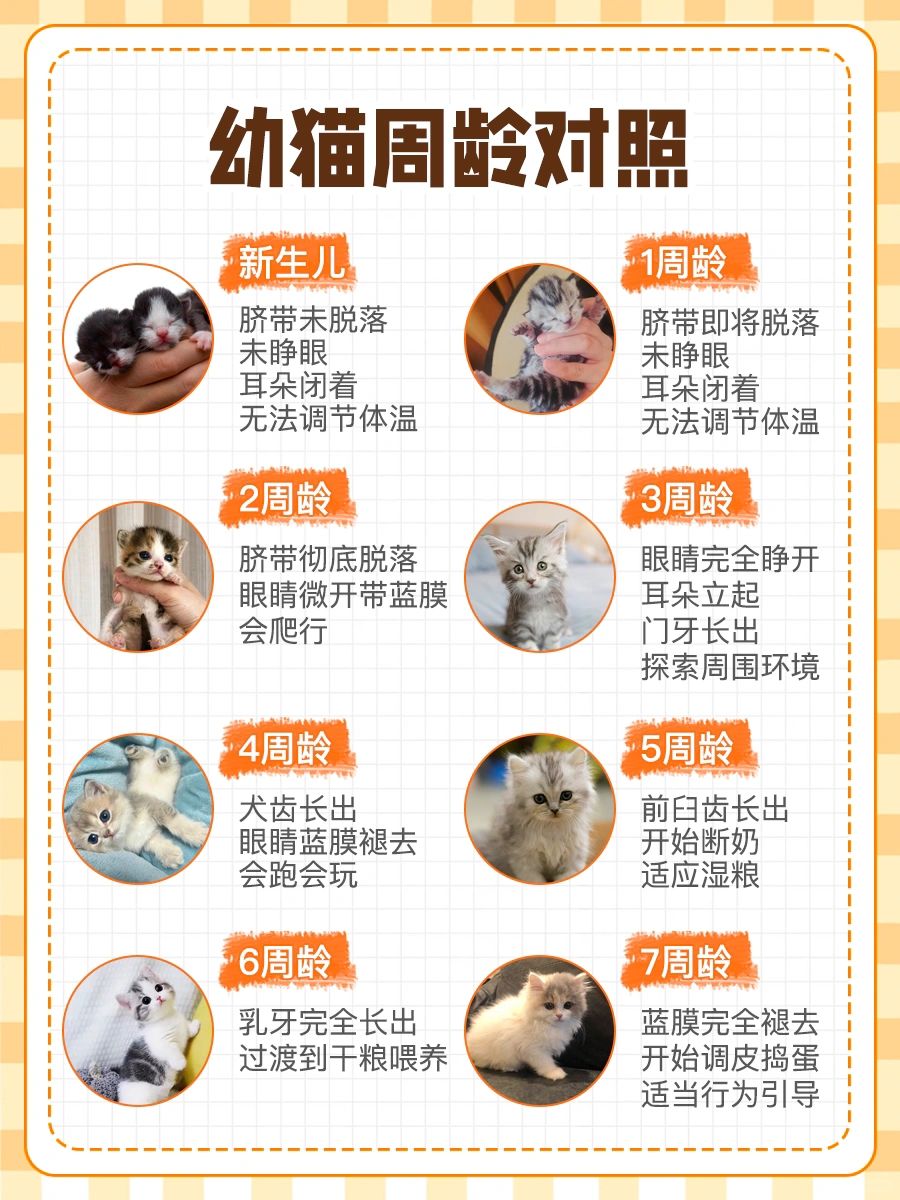 两个月大的猫咪的成长与照顾——关于猫咪大小与成长阶段的知识分享