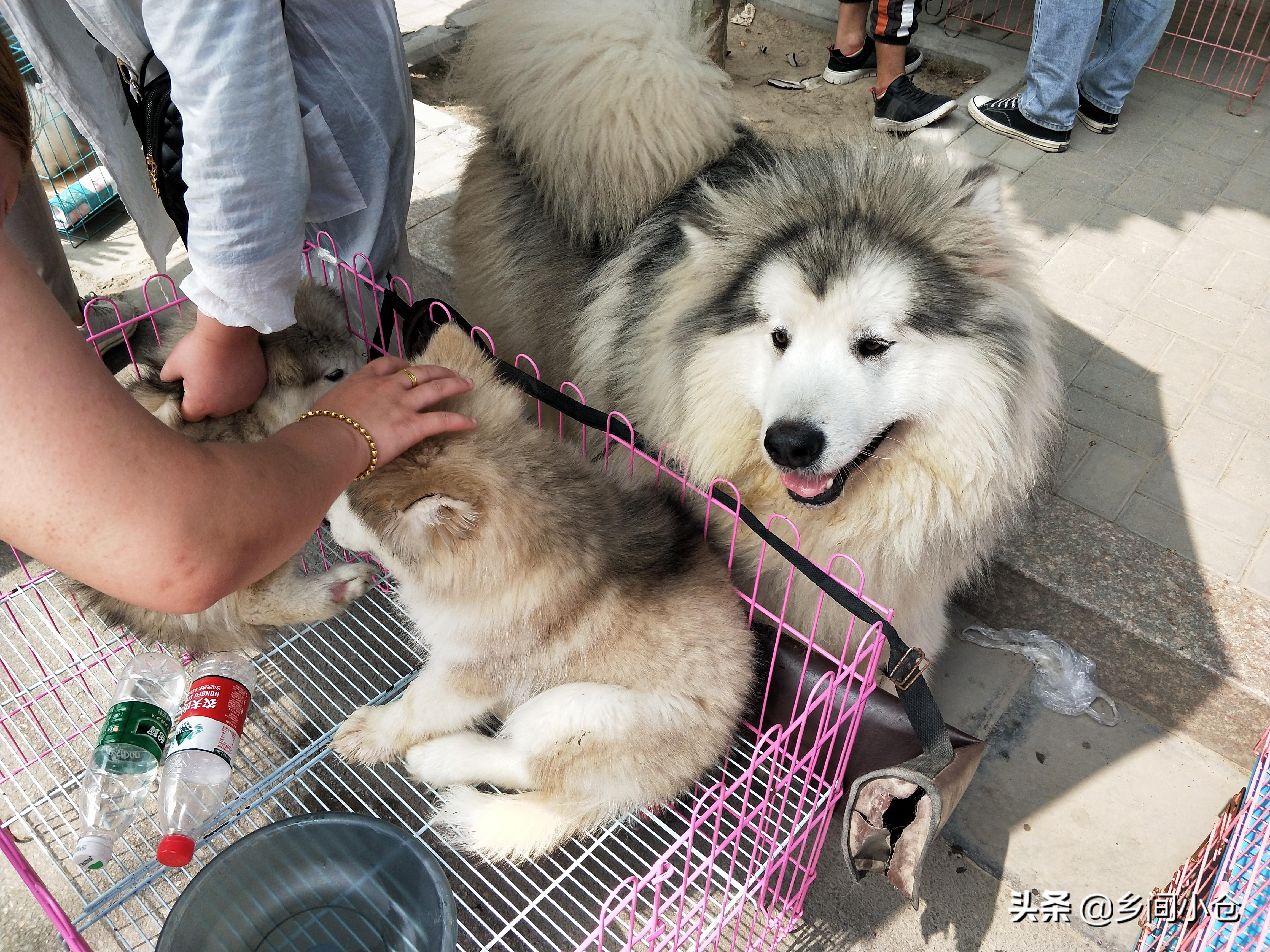 博美犬长到几个月定型