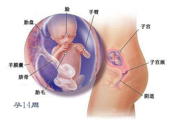 孕15周是几个月，孕期的时间换算与早期妊娠体验