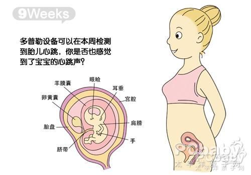 孕四个月宝宝的位置与成长发育概述