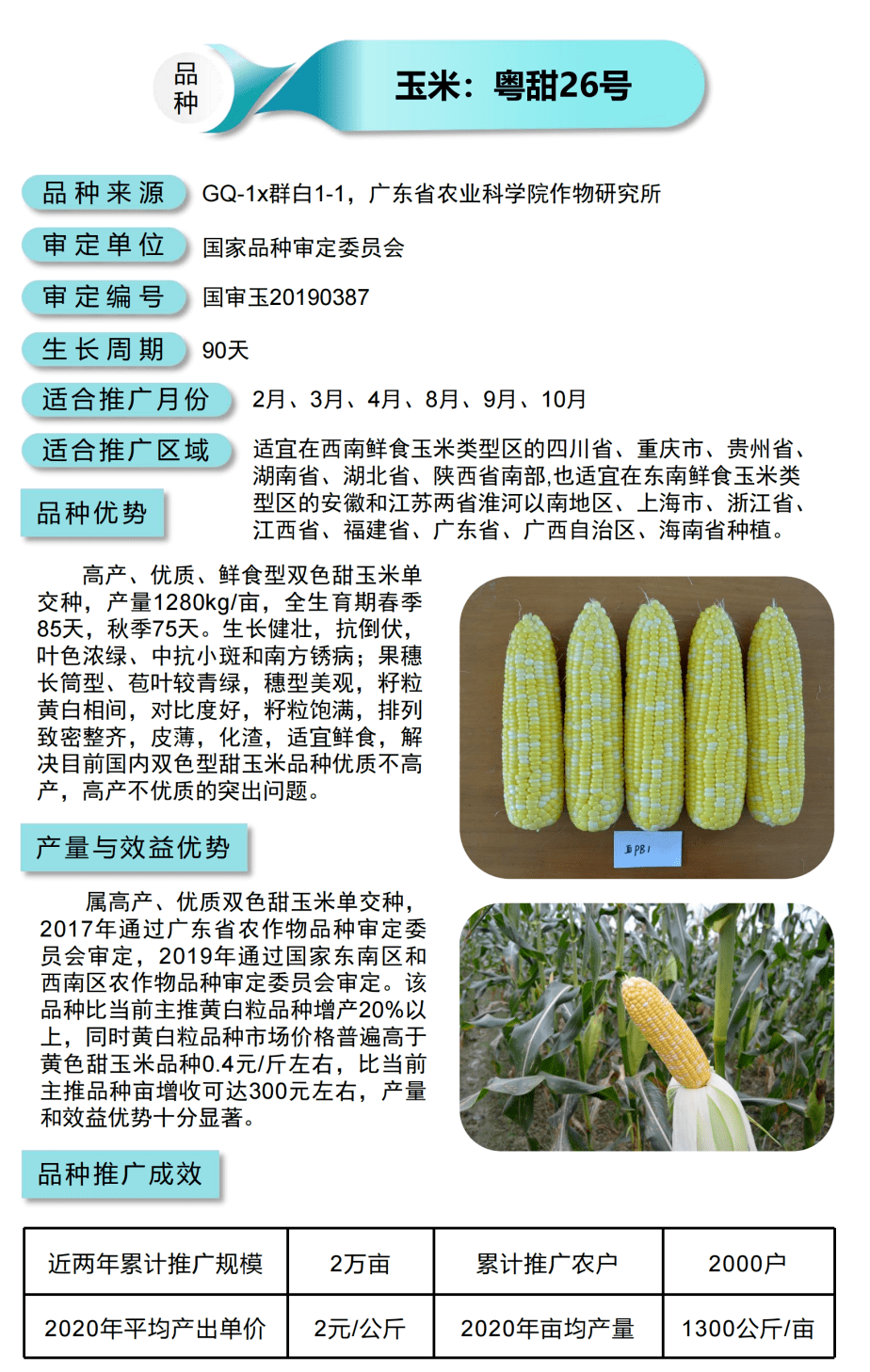 广东省玉米种植时间解析